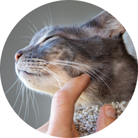 A person gently petting a cat, showcasing a moment of affection and companionship between human and animal.